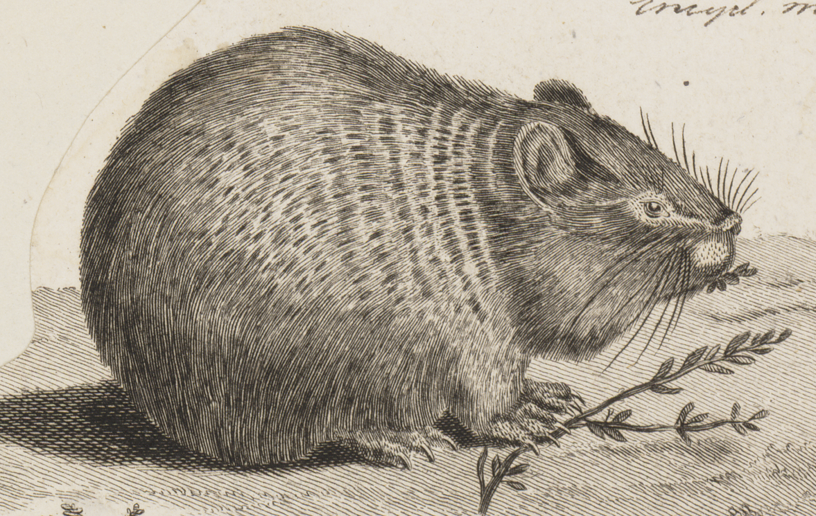 Тюлень-монах, тур и даже росомаха: 10 "украинских" животных, которые исчезли навсегда